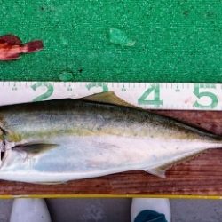 火遠理丸(ほおりまる) 釣果