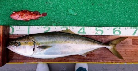 火遠理丸(ほおりまる) 釣果