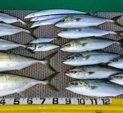 火遠理丸(ほおりまる) 釣果