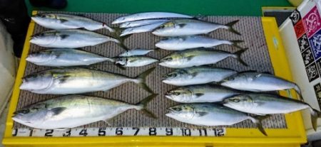 火遠理丸（ほおりまる） 釣果