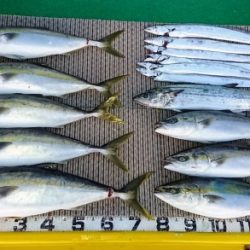 火遠理丸(ほおりまる) 釣果