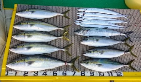 火遠理丸(ほおりまる) 釣果