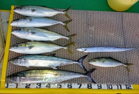 火遠理丸(ほおりまる) 釣果