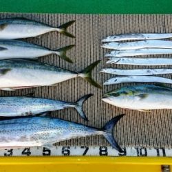 火遠理丸(ほおりまる) 釣果