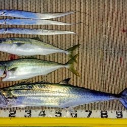 火遠理丸(ほおりまる) 釣果