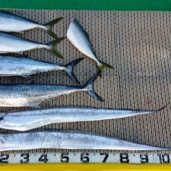 火遠理丸(ほおりまる) 釣果