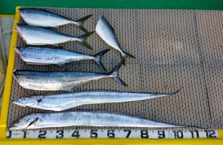 火遠理丸(ほおりまる) 釣果