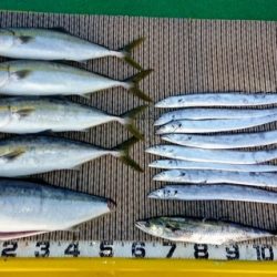 火遠理丸(ほおりまる) 釣果