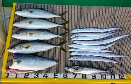 火遠理丸(ほおりまる) 釣果