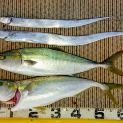 火遠理丸(ほおりまる) 釣果