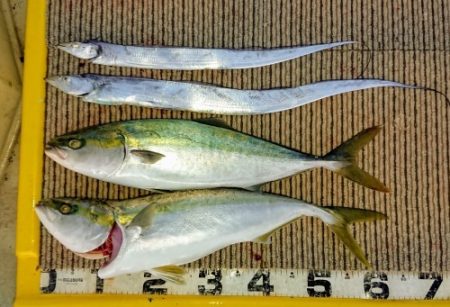 火遠理丸(ほおりまる) 釣果