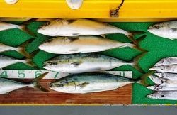 火遠理丸(ほおりまる) 釣果