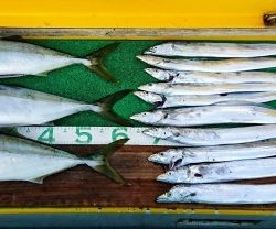 火遠理丸(ほおりまる) 釣果