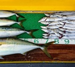 火遠理丸(ほおりまる) 釣果