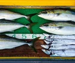 火遠理丸(ほおりまる) 釣果