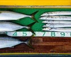 火遠理丸(ほおりまる) 釣果