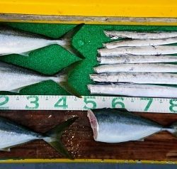 火遠理丸(ほおりまる) 釣果