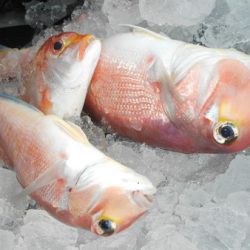 こうゆう丸 釣果