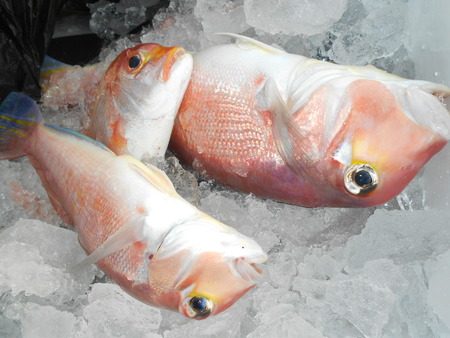 こうゆう丸 釣果