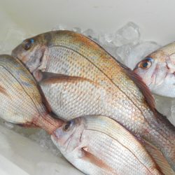 こうゆう丸 釣果