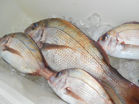 こうゆう丸 釣果