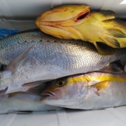 遊漁船 新鋭丸 釣果