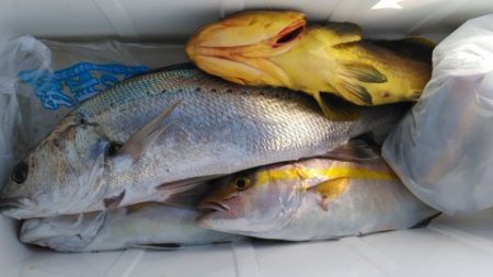 遊漁船 新鋭丸 釣果