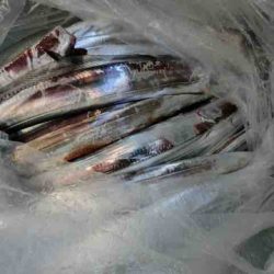 遊漁船 セトマリン 釣果