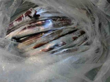 遊漁船 セトマリン 釣果