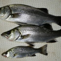 TOPGUN名古屋 釣果