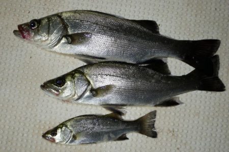 TOPGUN名古屋 釣果