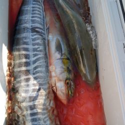 遊漁船 新鋭丸 釣果