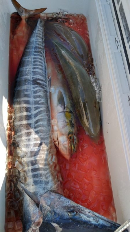 遊漁船 新鋭丸 釣果