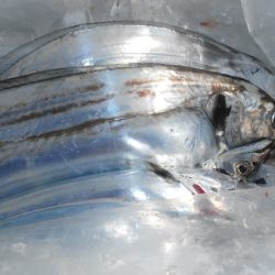 こうゆう丸 釣果