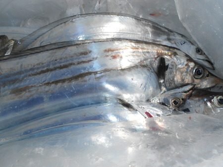 こうゆう丸 釣果