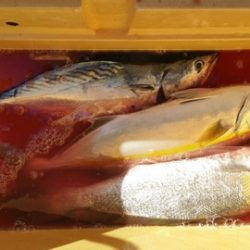 第五慶門丸 釣果