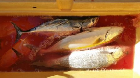 第五慶門丸 釣果