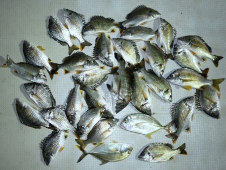 TOPGUN名古屋 釣果