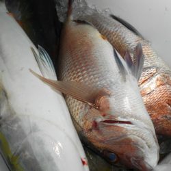 こうゆう丸 釣果