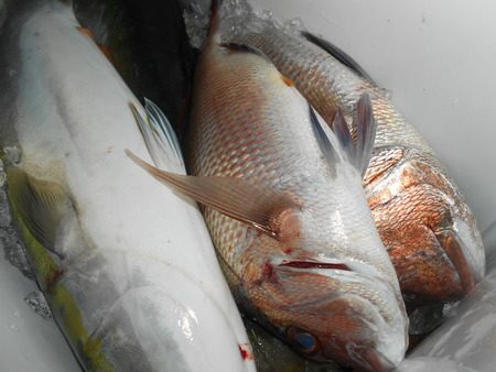 こうゆう丸 釣果