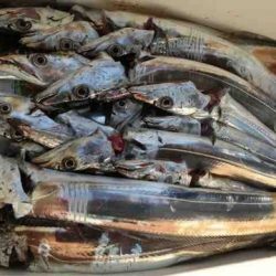 遊漁船 セトマリン 釣果