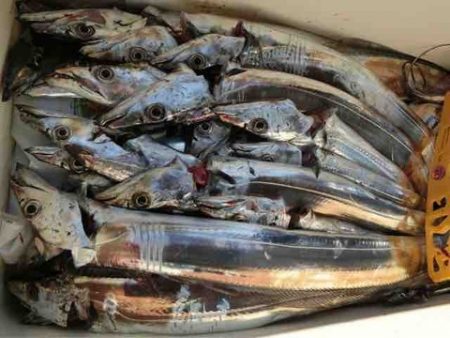 遊漁船 セトマリン 釣果