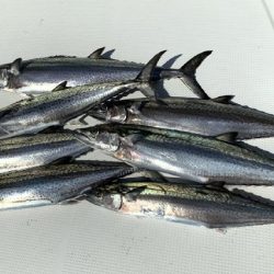 TOPGUN名古屋 釣果