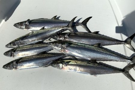 TOPGUN名古屋 釣果