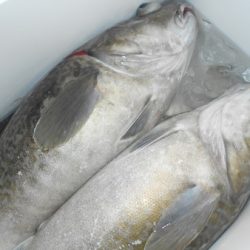 こうゆう丸 釣果