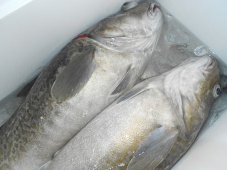 こうゆう丸 釣果