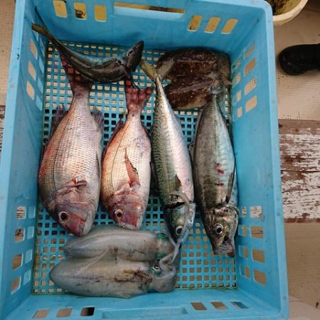たかみ丸 釣果
