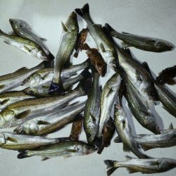 TOPGUN名古屋 釣果