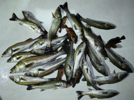 TOPGUN名古屋 釣果