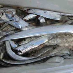 遊漁船 セトマリン 釣果